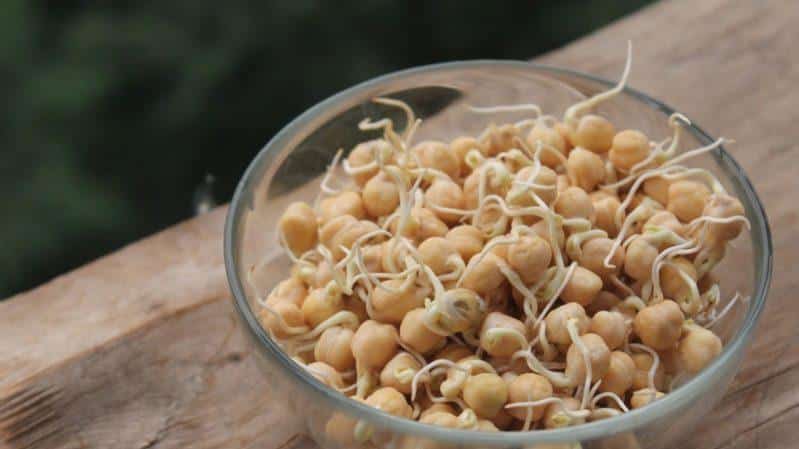 What is the difference between chickpeas and peas? - let's deal with these beans