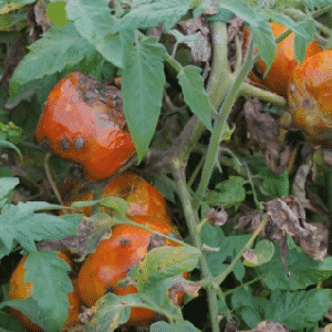 Why is the bug bug dangerous on tomatoes: control measures for effective and quick disposal of the pest