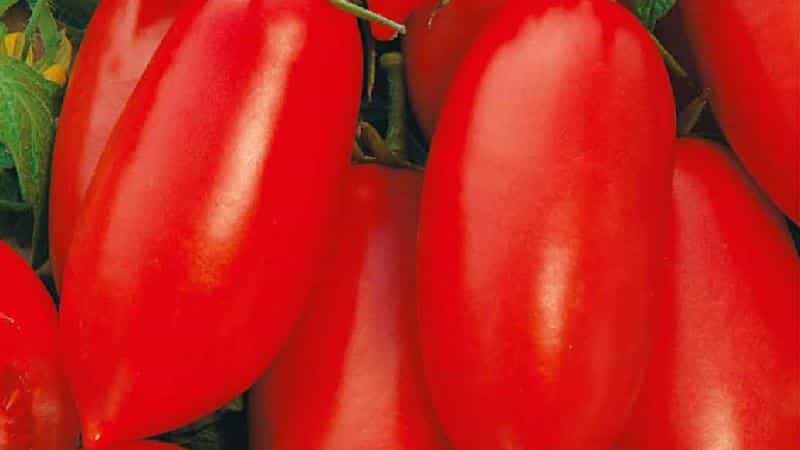 A gift for beginning gardeners - the Shuttle tomato is unpretentious in care and rich in harvest
