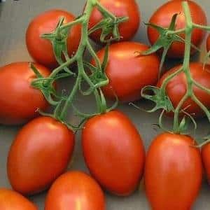 A gift for beginning gardeners - the Shuttle tomato is unpretentious in care and rich in harvest
