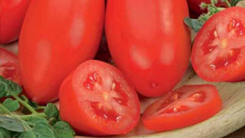 A gift for beginning gardeners - the Shuttle tomato is unpretentious in care and rich in harvest