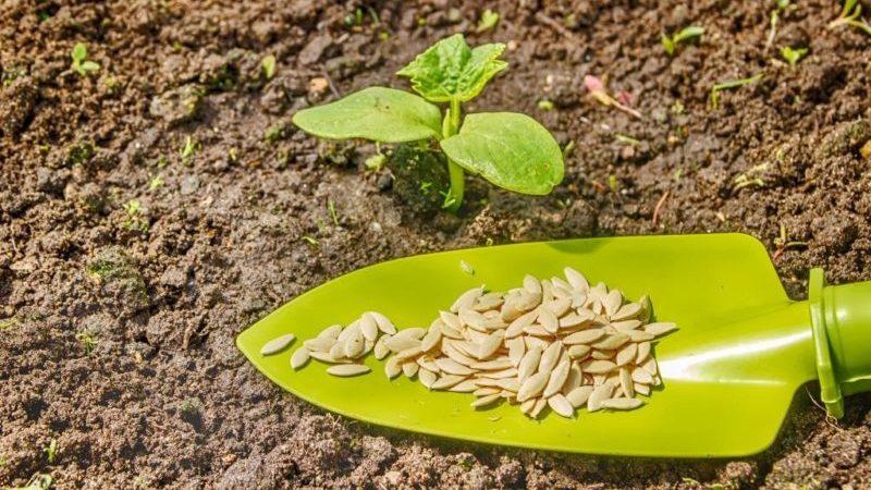 The benefits and harms of zucchini seeds: we use the product according to all the rules so as not to harm our health