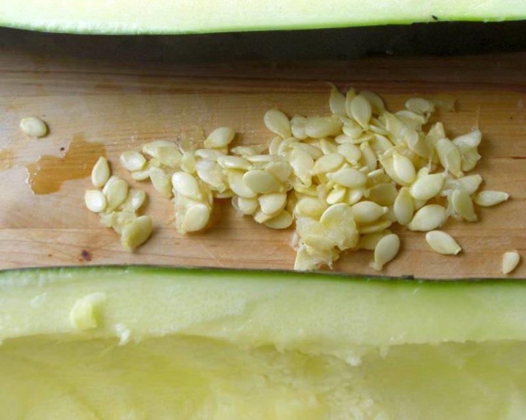 The benefits and harms of zucchini seeds: we use the product according to all the rules so as not to harm our health