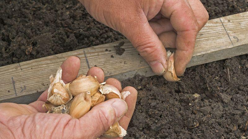 Step-by-step instructions for growing garlic in open ground for beginners: steps and tips from experienced farmers