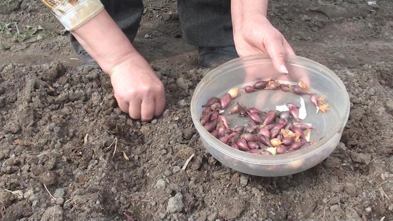 Step-by-step instructions for growing garlic in open ground for beginners: steps and tips from experienced farmers