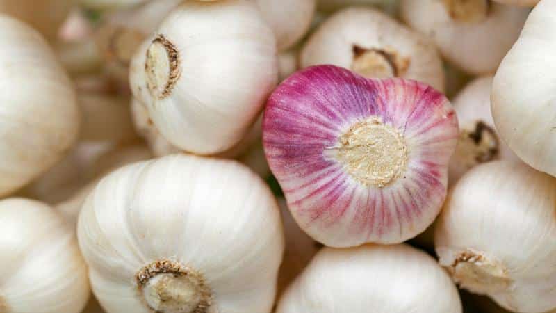 Step-by-step instructions for growing garlic in open ground for beginners: steps and tips from experienced farmers