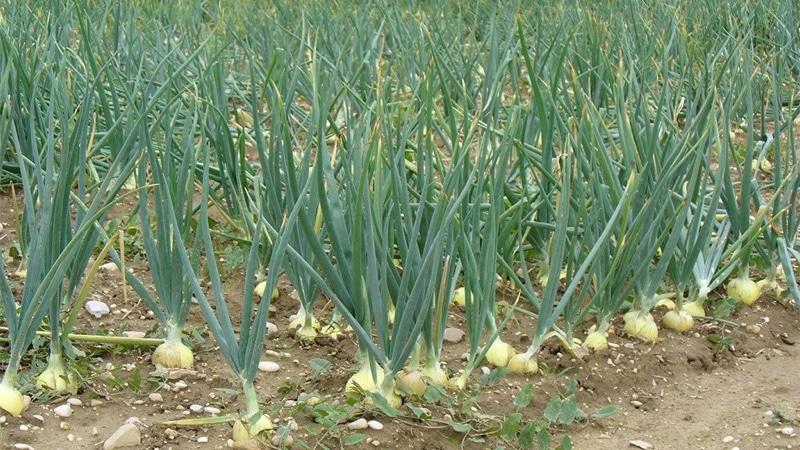 A practical guide to growing garlic in a greenhouse: techniques from experienced gardeners