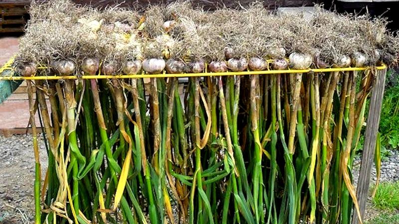 A practical guide to growing garlic in a greenhouse: techniques from experienced gardeners