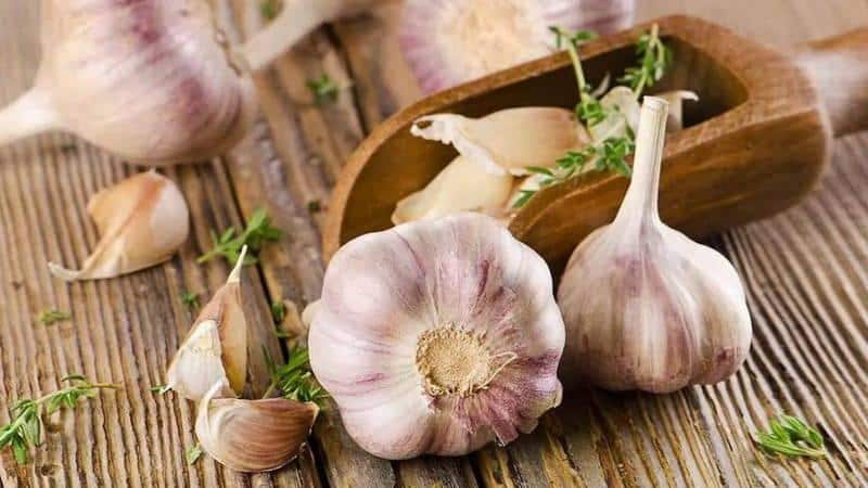 A practical guide to growing garlic in a greenhouse: techniques from experienced gardeners