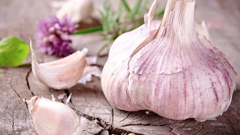 A practical guide to growing garlic in a greenhouse: techniques from experienced gardeners