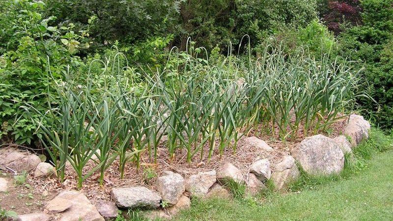 A practical guide to growing garlic in a greenhouse: techniques from experienced gardeners