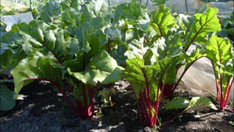 Rules for obtaining a rich beet harvest: cultivation in open ground and care