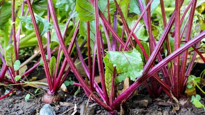 Rules for obtaining a rich beet harvest: cultivation in open ground and care