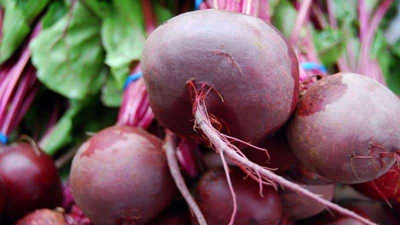 Rules for obtaining a rich beet harvest: cultivation in open ground and care
