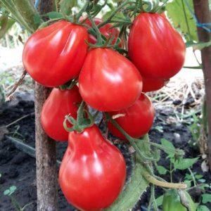 We grow a rich harvest of sweet and juicy tomatoes: Red Truffle tomato - characteristics and description of the variety