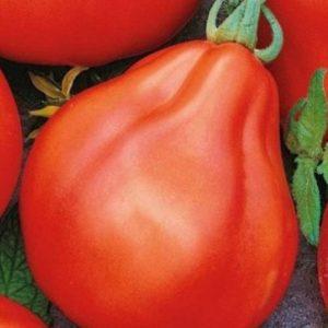 We grow a rich harvest of sweet and juicy tomatoes: Red Truffle tomato - characteristics and description of the variety