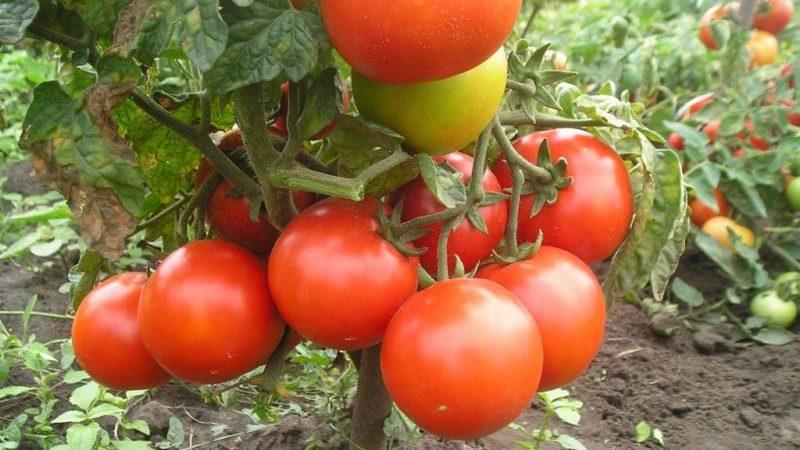 Rating of the 15 best varieties of low-growing tomatoes for greenhouses: choosing the one that suits all parameters