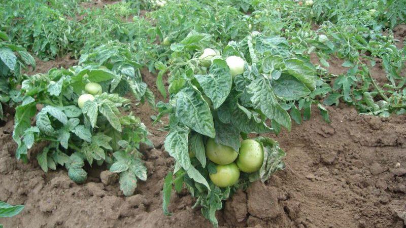 Rating of the 15 best varieties of low-growing tomatoes for greenhouses: choosing the one that suits all parameters