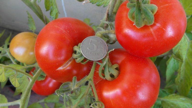 Rating of the 15 best varieties of low-growing tomatoes for greenhouses: choosing the one that suits all parameters