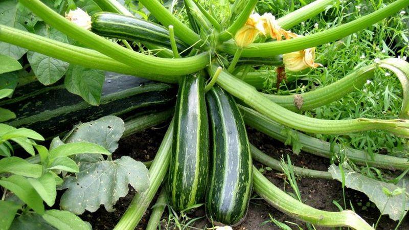 Saving the harvest until spring: how to properly store zucchini for the winter and what conditions need to be created for vegetables
