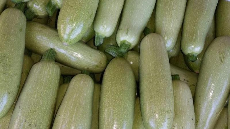 Saving the harvest until spring: how to properly store zucchini for the winter and what conditions need to be created for vegetables