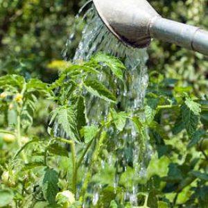Secrets of caring for tomatoes to increase productivity: how to feed tomatoes during flowering and fruiting