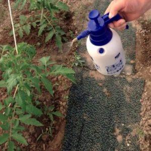 Secrets of caring for tomatoes to increase productivity: how to feed tomatoes during flowering and fruiting