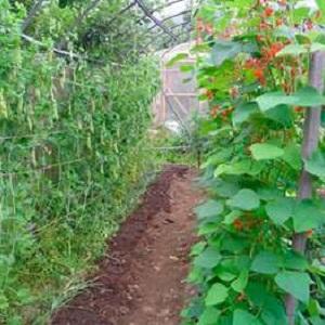 Secrets of growing peas in open ground and greenhouses