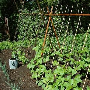 Secrets of growing peas in open ground and greenhouses