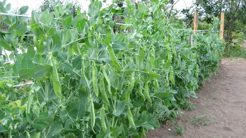 Secrets of growing peas in open ground and greenhouses