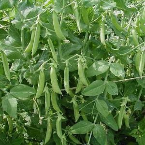 Secrets of growing peas in open ground and greenhouses