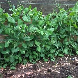 Secrets of growing peas in open ground and greenhouses