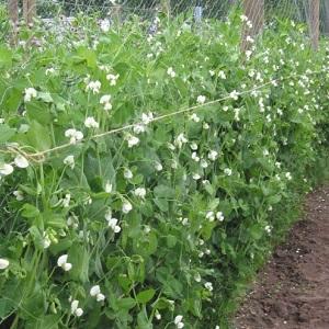 Secrets of growing peas in open ground and greenhouses