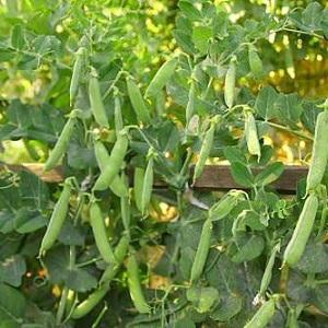 Secrets of growing peas in open ground and greenhouses