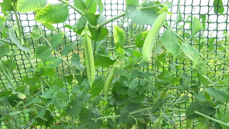 Secrets of growing peas in open ground and greenhouses