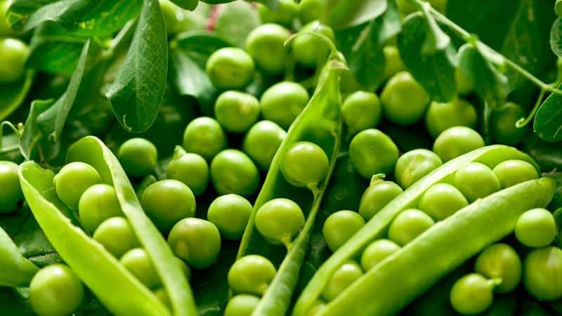 We preserve the taste and beneficial properties all year round: pea pods - recipes for the winter from experienced housewives