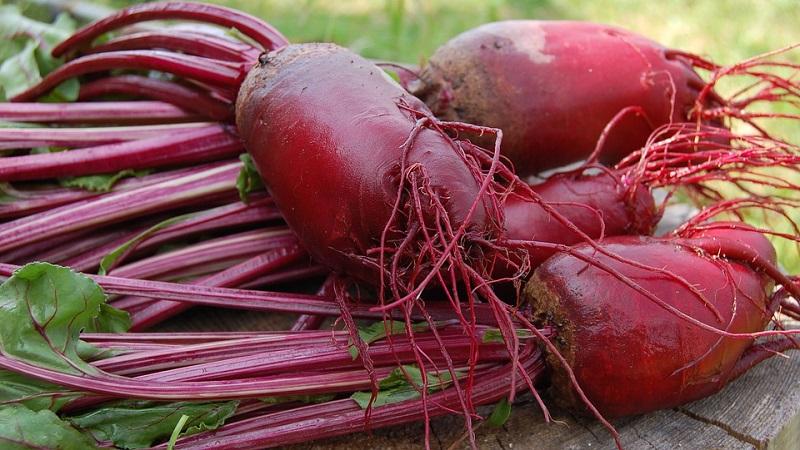 Fresh vegetables all year round - how to store beets in the cellar in winter: creating ideal conditions and avoiding spoilage of the product