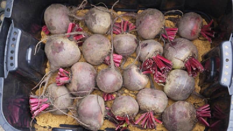 Fresh vegetables all year round - how to store beets in the cellar in winter: creating ideal conditions and avoiding spoilage of the product