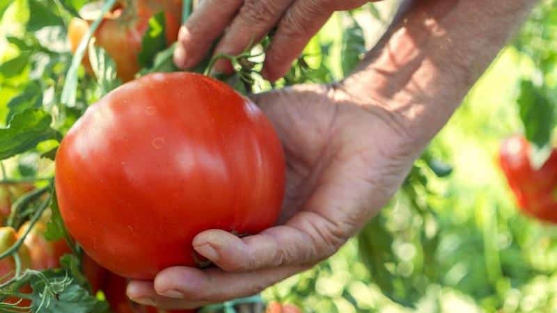 Top 20 best super-early tomato varieties for open ground: choose the right one together