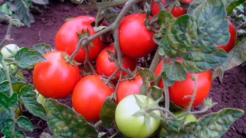 Top 20 best super-early tomato varieties for open ground: choose the right one together