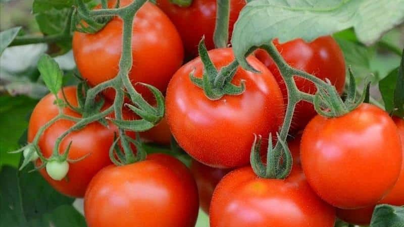 Top 20 best super-early tomato varieties for open ground: choose the right one together