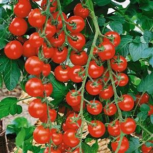 Top 20 best super-early tomato varieties for open ground: choose the right one together