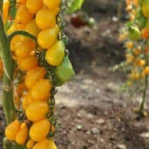 Top 20 best super-early tomato varieties for open ground: choose the right one together