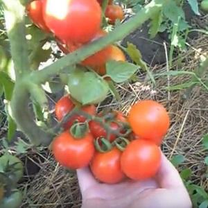 Top 20 best super-early tomato varieties for open ground: choose the right one together
