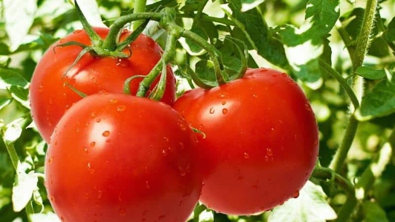 Top 20 best super-early tomato varieties for open ground: choose the right one together