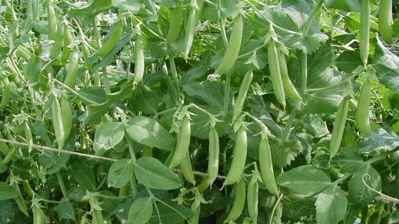 Harvest all year round without leaving home: how to grow peas at home on a windowsill and what you need for this