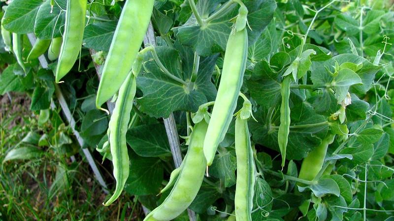 Harvest all year round without leaving home: how to grow peas at home on a windowsill and what you need for this