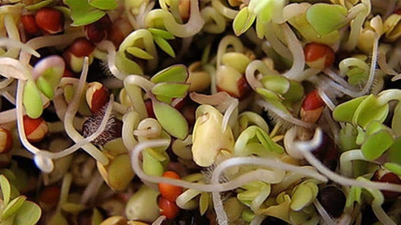 Harvest all year round without leaving home: how to grow peas at home on a windowsill and what you need for this
