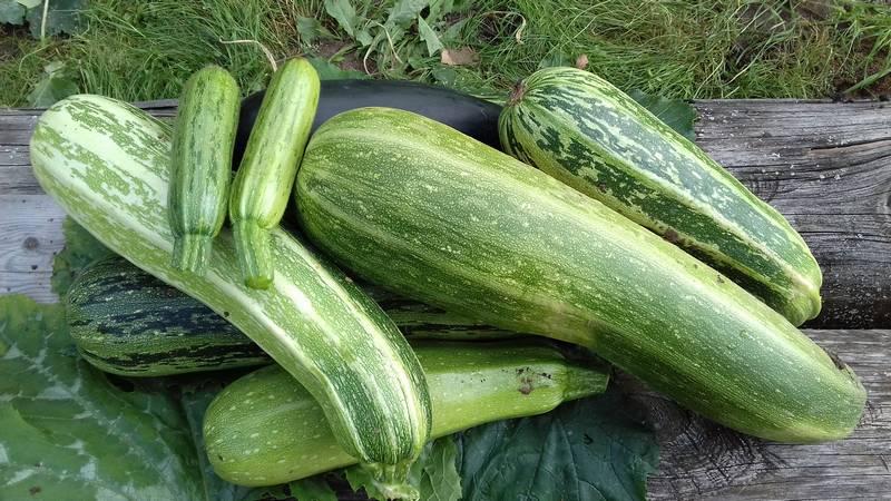 What and how to store zucchini for a long time - creating ideal conditions