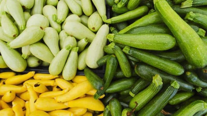 What and how to store zucchini for a long time - creating ideal conditions